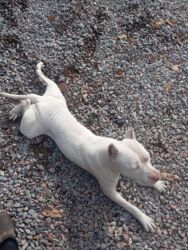 Продажа собак: Срочно! Собака среднего размера, прямые стоячие уши, компактное — 8