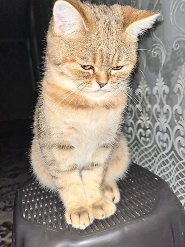 qızılı sinsilla: Şinşilla, Erkək, Yaxşı əllərə — 1
