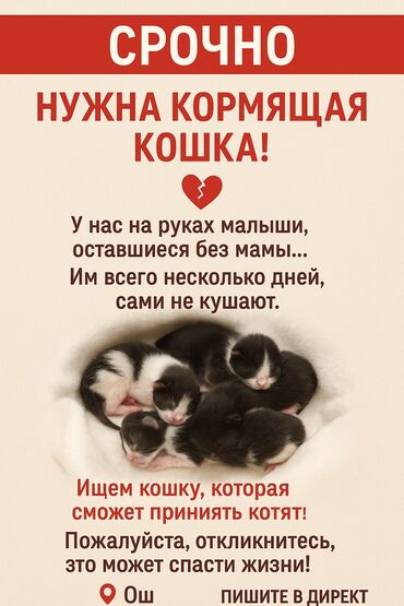 кичинекей мышык: Пропала : Беспородная, Девочка