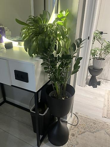 Драцены и Сансевиерии: Адаптированные пересаженные в горшках. Сансеvierия (Sansevieria — 8