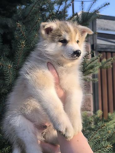 Хаски, 1 месяц, Самец