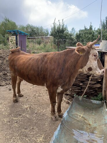 продажа домашних животных: Продаю | Корова (самка) | Герефорд | На забой | После отела, Привязанные