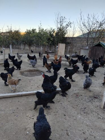 собака отдам в хорошие руки: Təmiz qan bramalar 6-11 aylıqlar var ünvan kürdəxanı qiymətlər 25-50