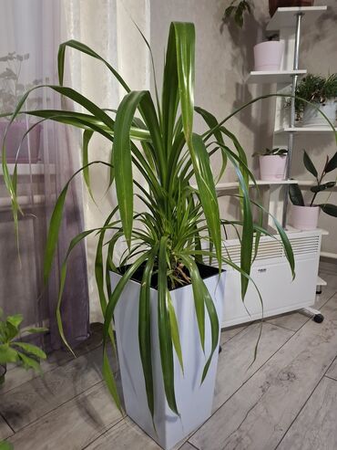 картошка цена бишкек глобус: Кукуруза 3000 сом