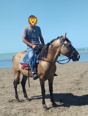 naxcivan heyvan elanlari: Prakata at buzovna deniz qiraqi 🏇🏻