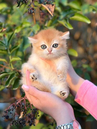 кошки шотландский: Котята ДОРОГО!!! Британцы Относитесь серьезно к покупке котят