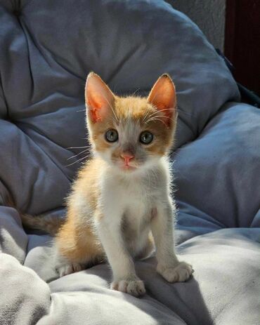 Mačke: SAFARI Ginger maca ili narandžasti lepotan Očišćen sam od parazita i