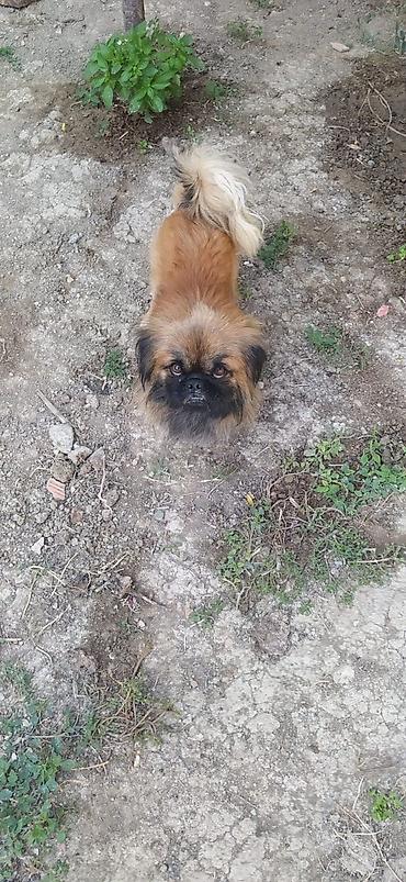 metis iti: Pekines — 1