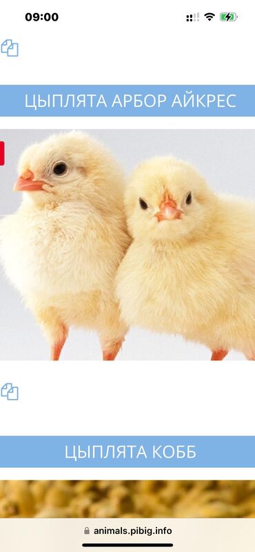цыплята бройлера: Продаю | Цыплята | Бройлерная, Домашняя, Арбор айкрес | Для разведения
