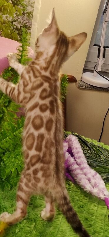 Продажа кошек: Друзья !!! питомник Бен Гла Мур с радостью предлагает новый помет. от — 28