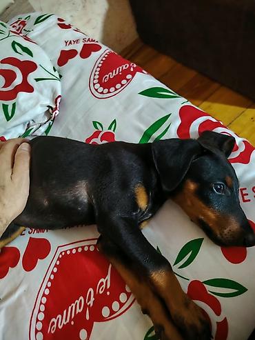 heyvan sikismesi: Doberman balası 2 aylıq dişi. CİDDİ ALICILARA CİDDİ ENDİRİM VAR !!! — 1