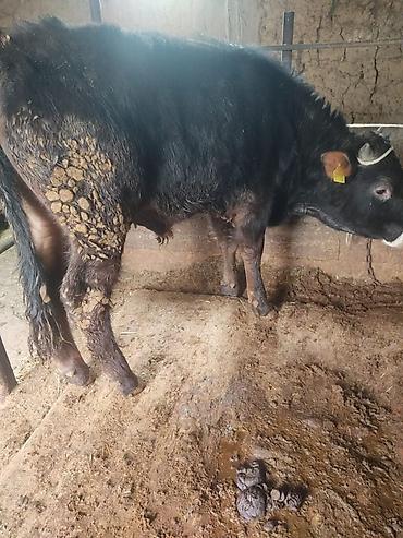 Коровы, быки: Продаю | Бык (самец) | На откорм | Привязанные — 2