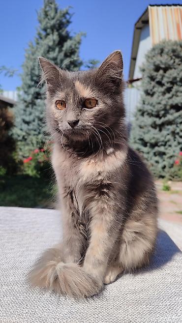 Отдам даром кошку: Кошка даром: Беспородная, 3 месяца, Девочка, Проглистована — 2
