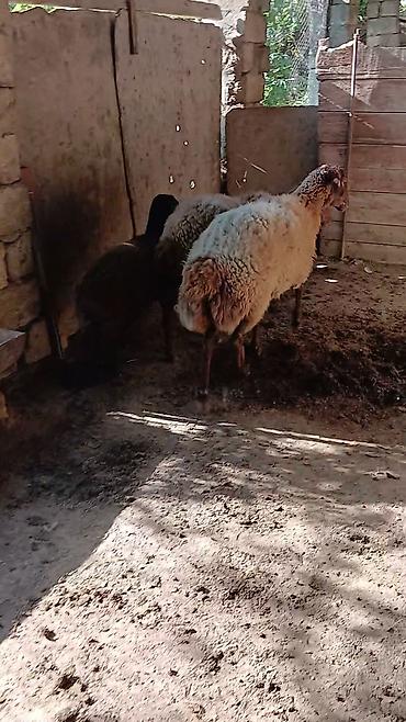 balın kilosu: Ana nala 1.ci qarin bala disi. qirmizi qoyun 2 ci qarina bogaz. qumral — 4
