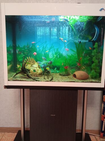 рыби: Заводской аквариум на 150 литров полностью укомплектован декорации