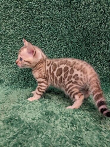 Продажа кошек: Всем Привет .!!!. В питомнике Бен Гла Мур. долгожданные новые детки — 8