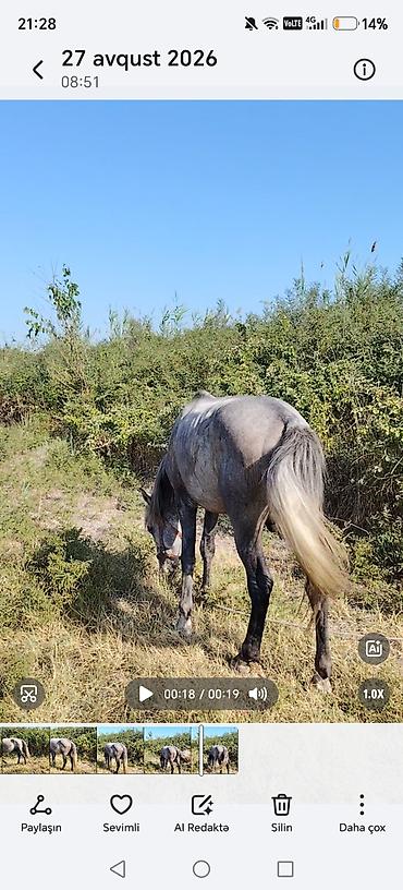 Atlar: Barter var qoyunla Heç bir pis xesiyeti yoxdur sakit atdı heyvan — 7