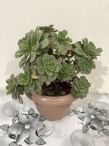 Otaq bitkiləri: Dibçək gülləri Çoxlu növdə dipcək gülləri var. Çatdırılma var — 8