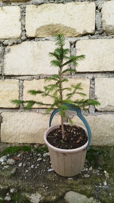 Şitillər: Məhsul: Bağ bitkiləri və meyvə fidanları seçimi - Hibiskus (Rose of — 92