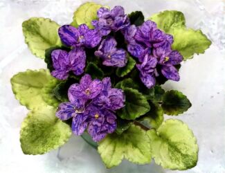 рассада помидоров купить: В продаже детки сортовых мини и полумини сортов фиалок 🌺🌿🌺. Нахожусь в