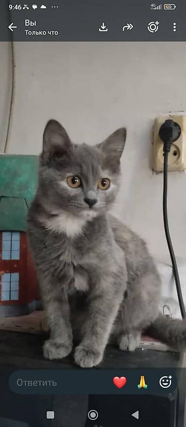 отдам даром породистых котят: 3 месяца, Девочка, Приучена к лотку — 2