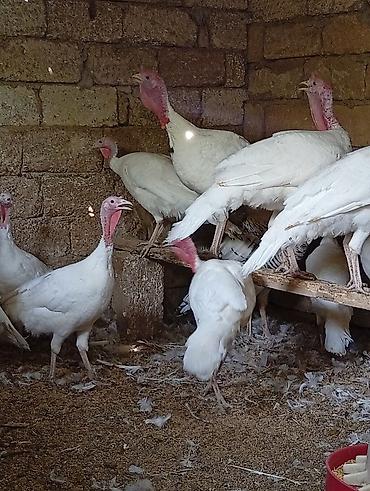 yumurta hinduşka: Məhsul: Ağ hinduşka sürüsü Təsvir: - Ağ rəngli, iri ətlik hinduşkalar — 5