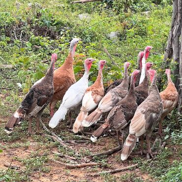 sudluk inekler satisi: Deqaratib hinduşkalar satılır 10 toyuq bir xoruz opse 160 manata