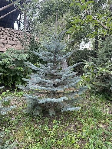 цветок фикус: Ель голубая (Picea pungens, blue spruce) — декоративные саженцы для — 2