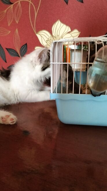 gence pisik: Cox temiz piwikdi sortdu oynaxdi quma gedir evde xamyaq var deye