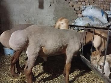 барана: Продаю | Баран (самец) | Арашан | На забой — 2
