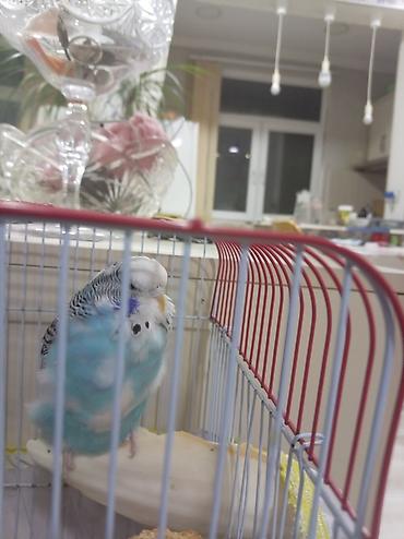 tutuquşu novləri: Məhsul: Dalmatin naxışlı, mavi-ağ rəngli dalğalı tutuquşu (budgerigar) — 4