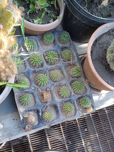 Кактусы: Продам кактусы — 12