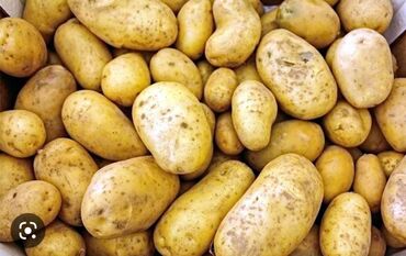 картошка риверо: Продаю картошку 10тонн