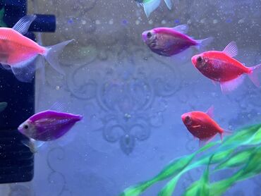 Balıqlar: Glofish, Sülhsevər — 3