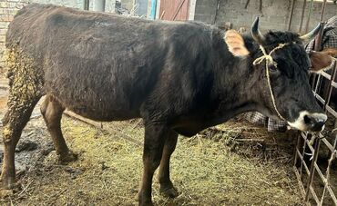 быки кара балта: Продаю | Корова (самка), Тёлка | Швицкая | Для разведения, Для молока | Стельные