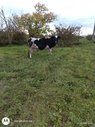 inek simental: Dişi, Holsteyn, il: 8, Südlük, Ünvandan götürmə