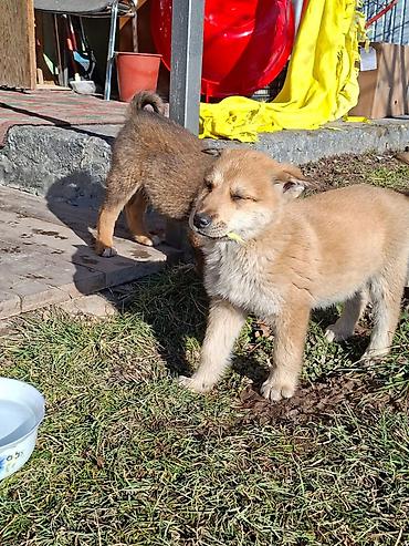 Отдам даром собаку: Собака даром: Дворняжка, 3 месяца, Самец at lalafo.kg — 4 Отдам даром собаку: Собака даром: Дворняжка, 3 месяца, Самец — 4