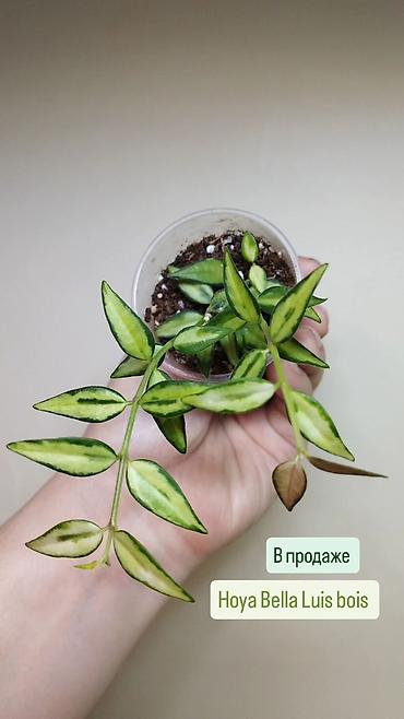 Приветствую всех дорогие ❇️

в продаже 🌿