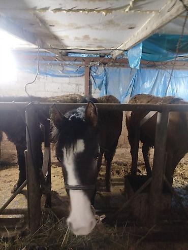 Лошади, кони: Продаю | Жеребенок | Рабочий — 6