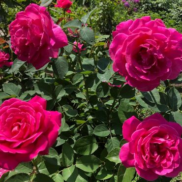 Продажа домов: Дача, 55 м², 5 комнат, Старый ремонт — 11