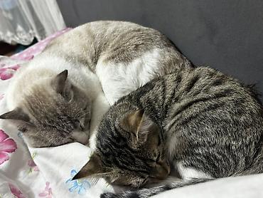 кошки манчкины: Кот домашний, короткошёрстный, светло-дымчатого окраса с табби‑метками — 2