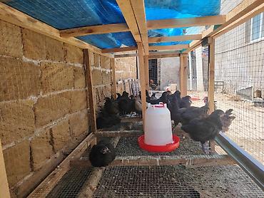 ayam cemani: Toyuq cücələri, Damazlıq — 1