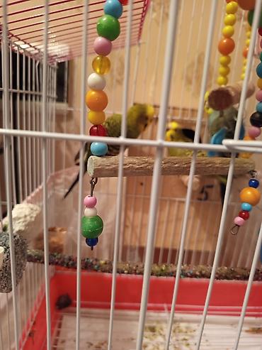 bulbul quşu satışı: Qabaqdakı erkek quş satılır. qəfəsdə 2 erkekdir ona göre satılır. ev — 1