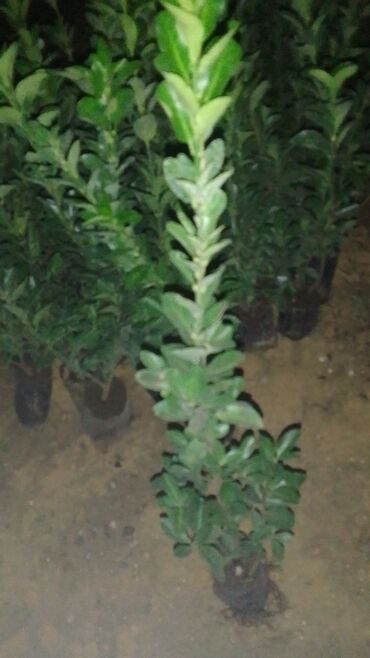 Tinglər: Həmişəyaşıl dekorativ kollar – qablarda - Növ: Euonymus japonicus — 6