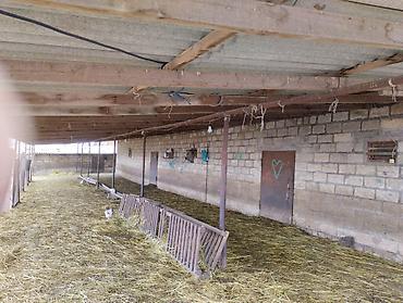 4 otaqlı kiraye evler: Ferma kompleksi – mal-qara saxlanışı üçün hazır infrastruktur - Geniş — 4