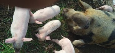 домик для кот: Продаю | Поросенок | Крупная белая, Дюрок | Для разведения | Племенные at lalafo.kg домик для кот: Продаю | Поросенок | Крупная белая, Дюрок | Для разведения | Племенные