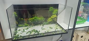 Akvarium ekstra şüşeden yıĝılıb ölçüleri 70.35.35 - Aydın, şəffaf