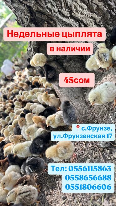 ат араба сатылат: Недельные цыплята! В наличии! Шустрые, быстрые, как пуля резкие!