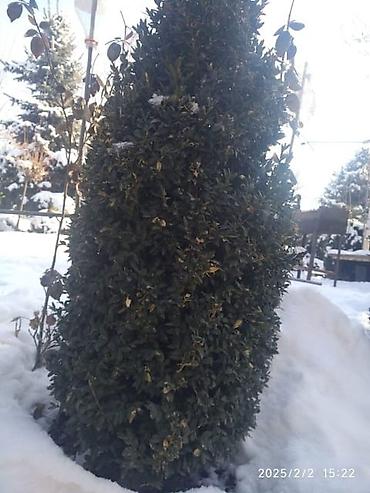 Семена и саженцы: От 20 см до 2 метров Самшит (Buxus sempervirens) — вечнозелёные — 2