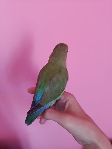 sultan tutuquşusu: “Lovebird” nerazluçnik tutuquşusu Ruçnoy quşdur əldə oturur baladır — 8